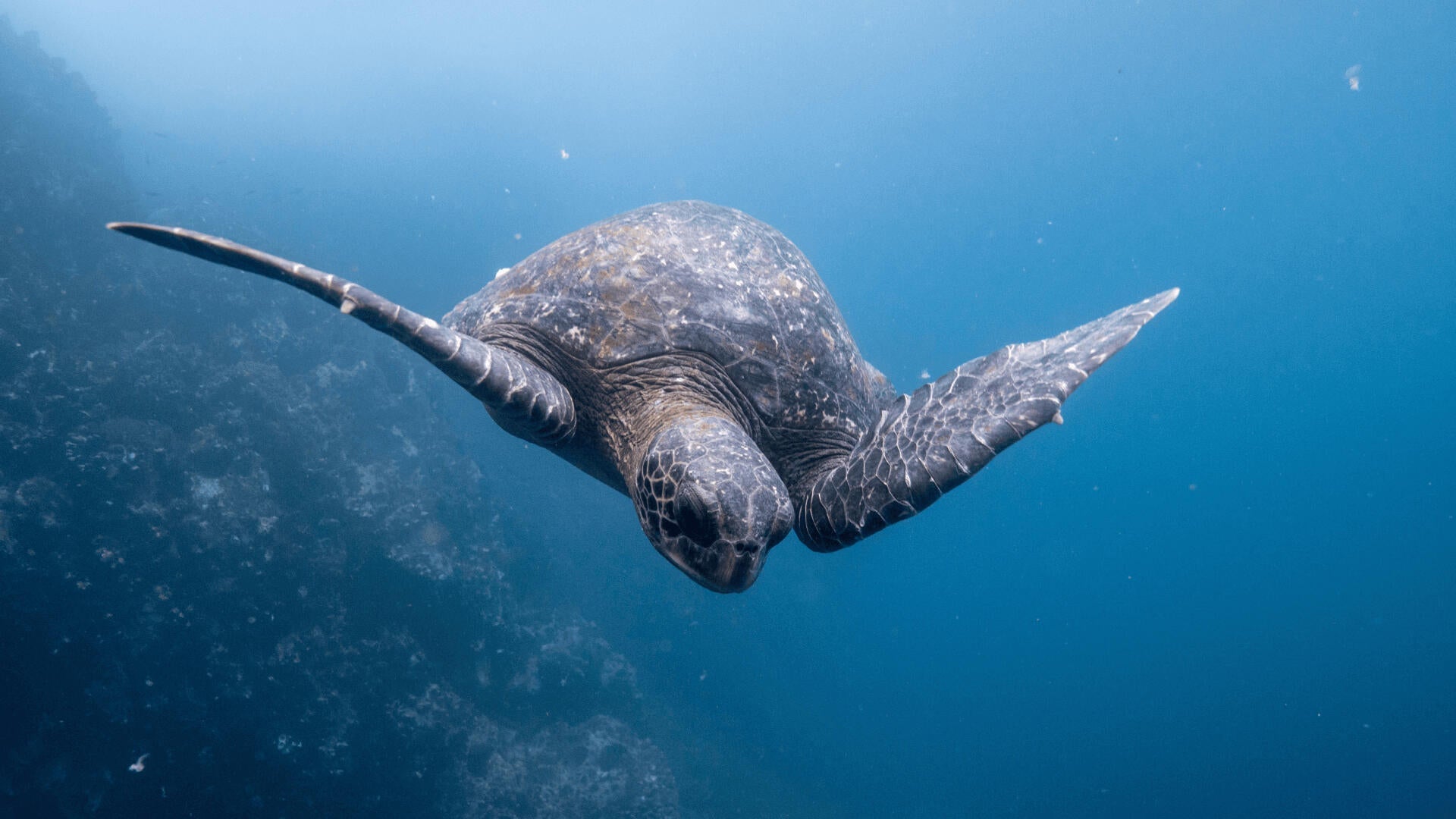 The Kawaii Story: A Love Letter to the Galápagos Islands